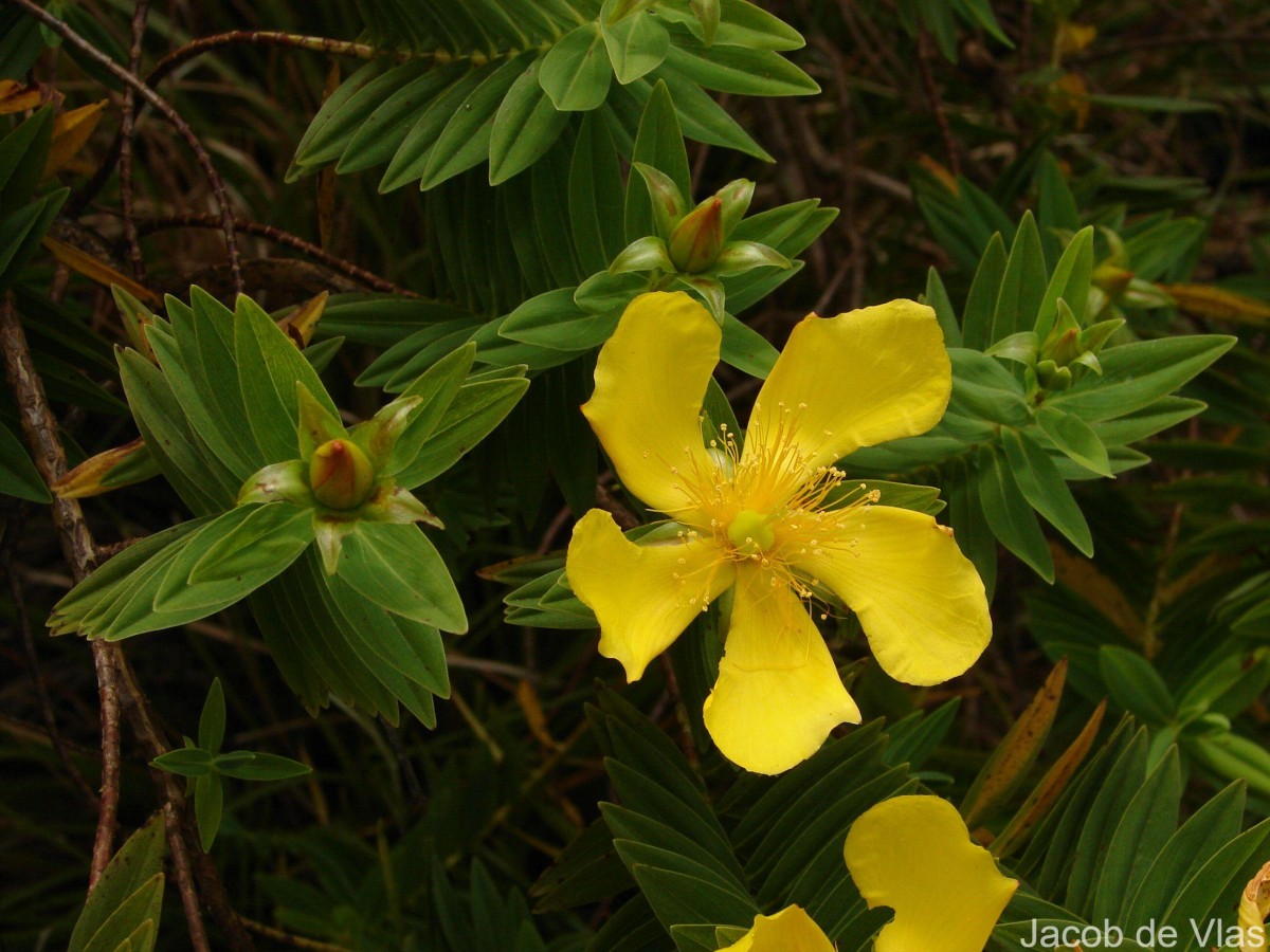 Hypericum mysurense Wall. ex Wight & Arn.